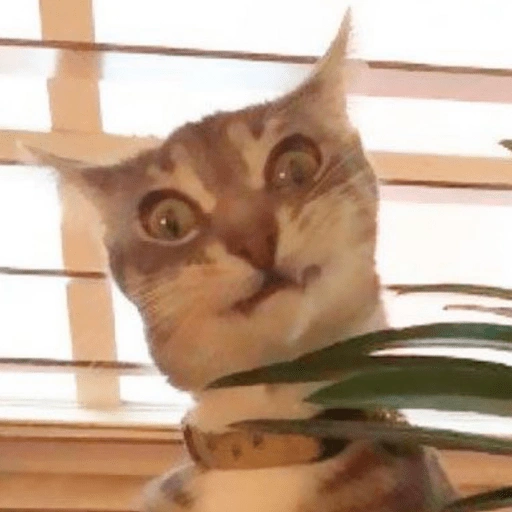 Figurinha de Gatinhos da Zoeira 🐱 para WhatsApp (23 de 30)