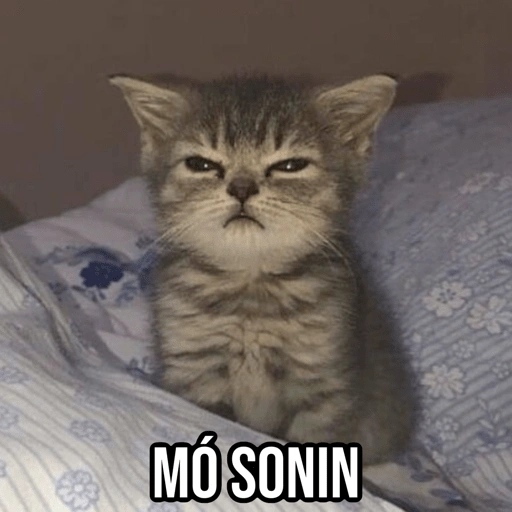 Figurinha de Gatinhos da Zoeira 🐱 para WhatsApp (24 de 30)