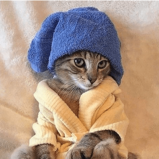 Figurinhas de Gatinhos da Zoeira 🐱 para WhatsApp