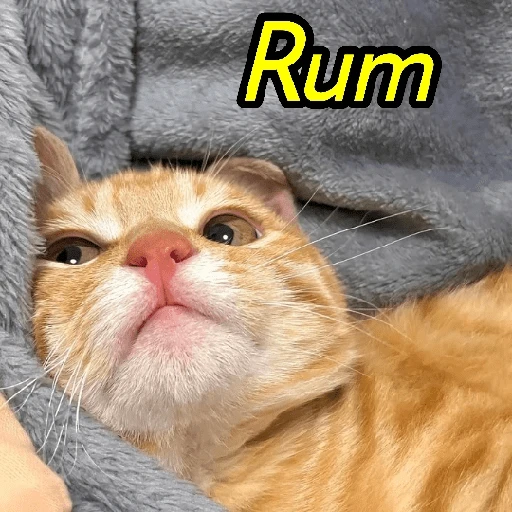 Figurinha de Gatinhos Engraçados🤣👇 (6 de 15)