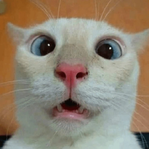 Figurinha de Gatinhos Engraçados🤣👇 (7 de 15)