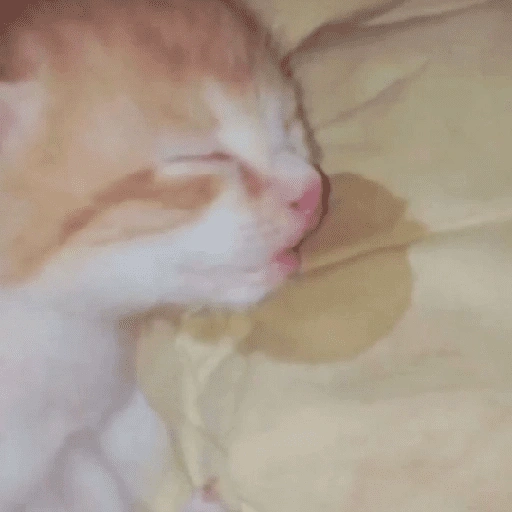 Figurinha de Gatinhos Engraçados🤣👇 (8 de 15)