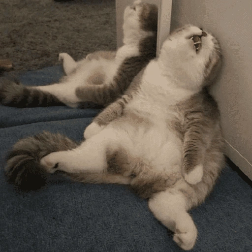 Figurinha de Gatinhos Engraçados🤣👇 (9 de 15)