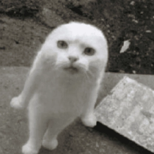 Figurinha de Gatinhos Engraçados🤣👇 (11 de 15)