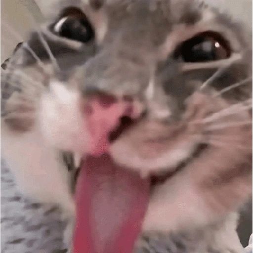 Figurinha de Gatinhos Engraçados🤣👇 (14 de 15)