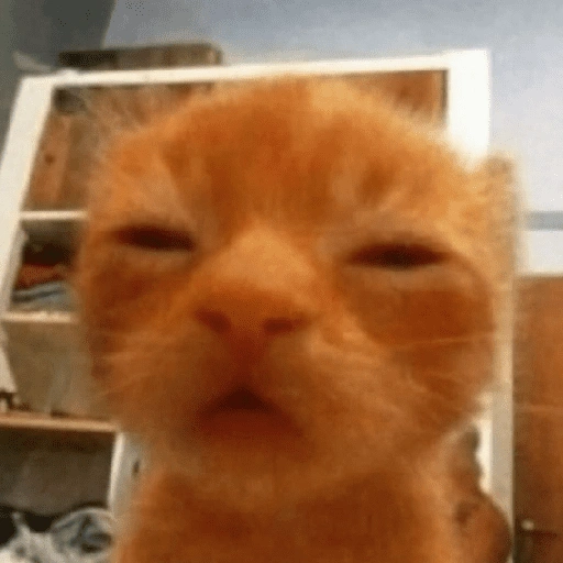 Figurinha de Gatinhos Engraçados🤣👇 (15 de 15)