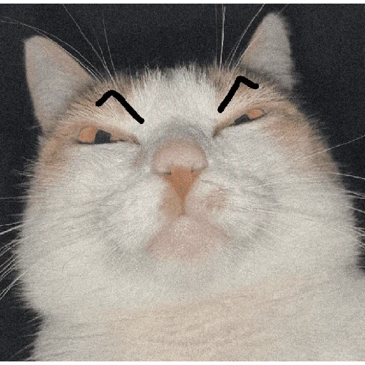 Figurinha de Gatinhos expressivos para WhatsApp (1 de 9)