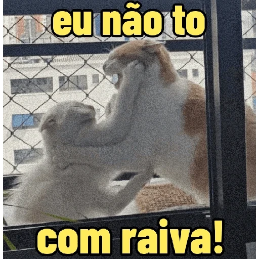 Figurinha de Gatinhos expressivos para WhatsApp (5 de 9)