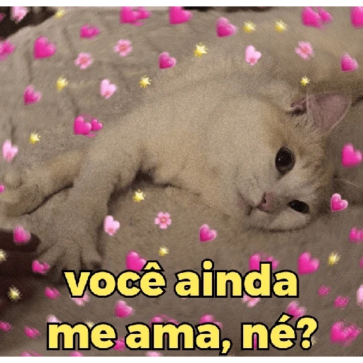Figurinha de Gatinhos expressivos para WhatsApp (6 de 9)