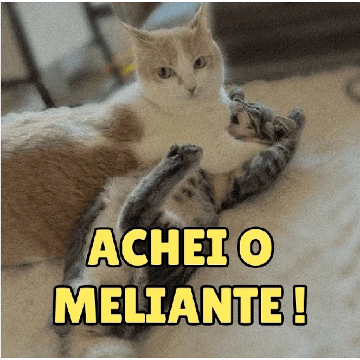 Figurinha de Gatinhos expressivos para WhatsApp (9 de 9)