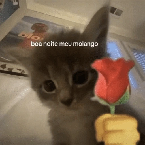 Figurinha de gatinhos fofos para WhatsApp (4 de 16)