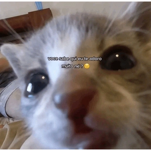 Figurinha de gatinhos fofos para WhatsApp (9 de 16)