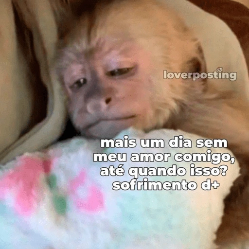 Figurinha de gatinhos fofos para WhatsApp (10 de 16)