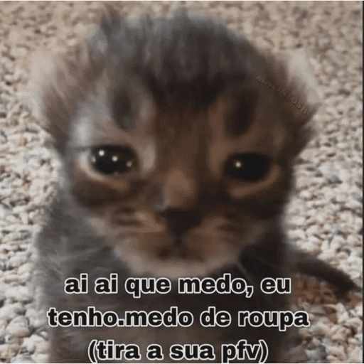 Figurinha de gatinhos fofos para WhatsApp (12 de 16)
