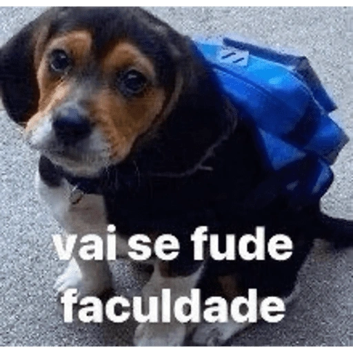 Figurinha de gatinhos fofos para WhatsApp (13 de 16)