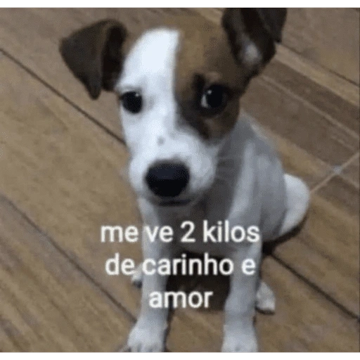 Figurinha de gatinhos fofos para WhatsApp (14 de 16)