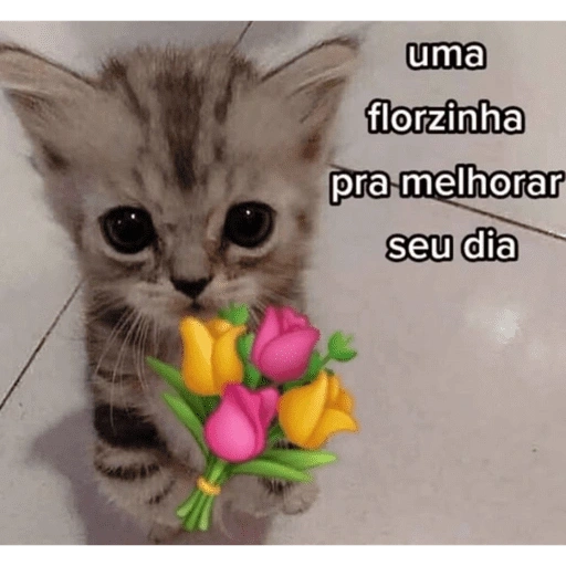 Figurinha de gatinhos fofos para WhatsApp (16 de 16)