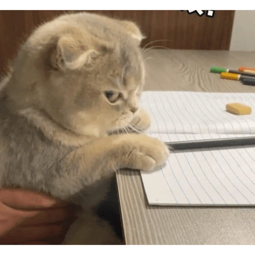 Figurinha de gatinhos para reagir para WhatsApp (1 de 15)