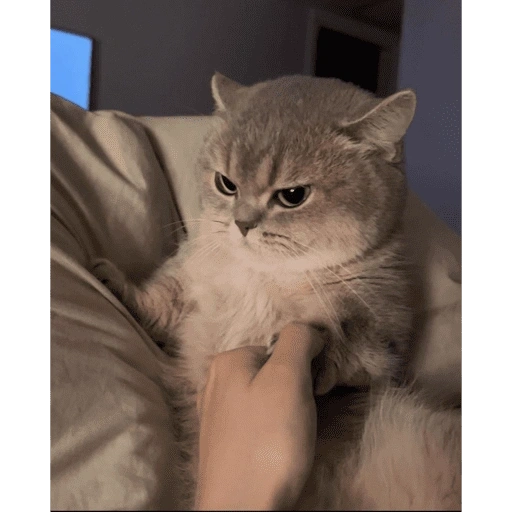 Figurinha de gatinhos para reagir para WhatsApp (2 de 15)