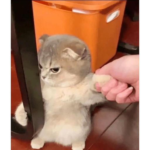Figurinha de gatinhos para reagir para WhatsApp (3 de 15)