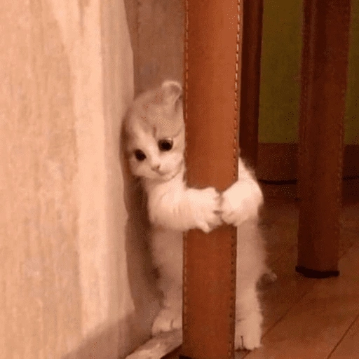 Figurinha de gatinhos para reagir para WhatsApp (4 de 15)