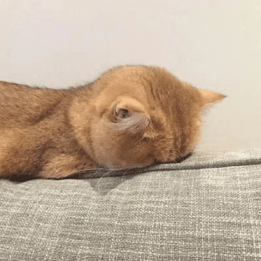 Figurinha de gatinhos para reagir para WhatsApp (6 de 15)