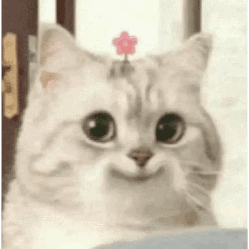 Figurinha de gatinhos para reagir para WhatsApp (9 de 15)
