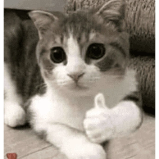 Figurinha de gatinhos para reagir para WhatsApp (10 de 15)