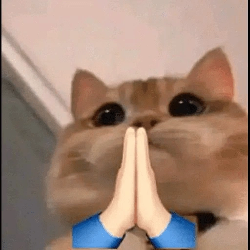 Figurinha de gatinhos para reagir para WhatsApp (11 de 15)