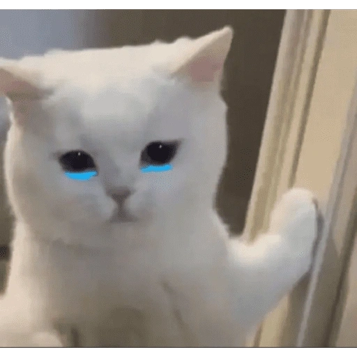 Figurinha de gatinhos para reagir para WhatsApp (12 de 15)