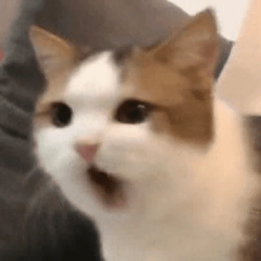 Figurinha de gatinhos para reagir para WhatsApp (13 de 15)