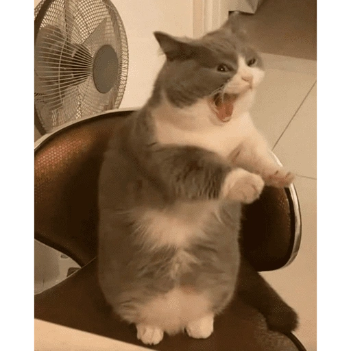 Figurinha de gatinhos para reagir para WhatsApp (14 de 15)