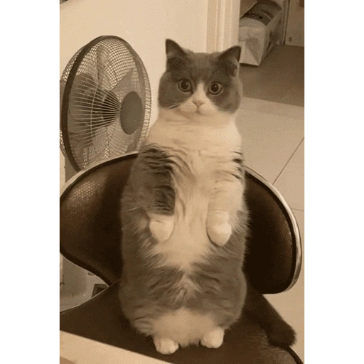 Figurinha de gatinhos para reagir para WhatsApp (15 de 15)