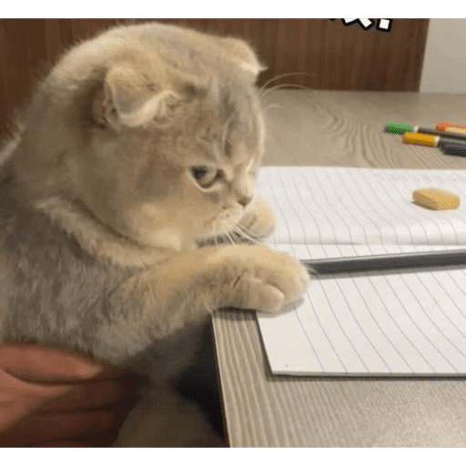 Figurinhas de gatinhos para reagir para WhatsApp