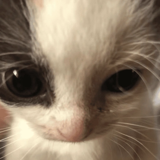 Figurinha de 😽 GATITOS PA' REACCIONAR 😽 (1 de 15)