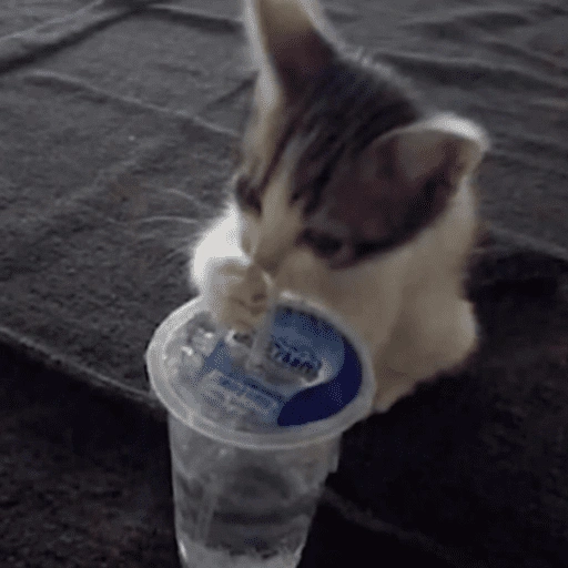 Figurinha de 😽 GATITOS PA' REACCIONAR 😽 (2 de 15)