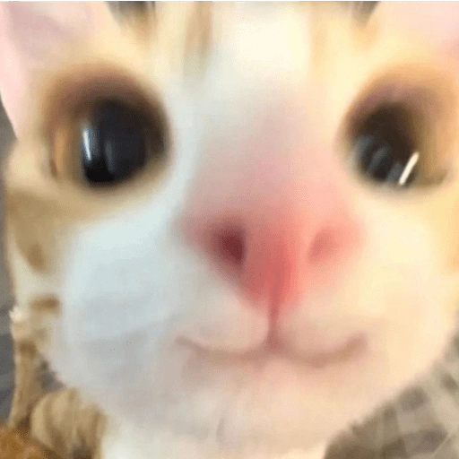 Figurinha de 😽 GATITOS PA' REACCIONAR 😽 (3 de 15)