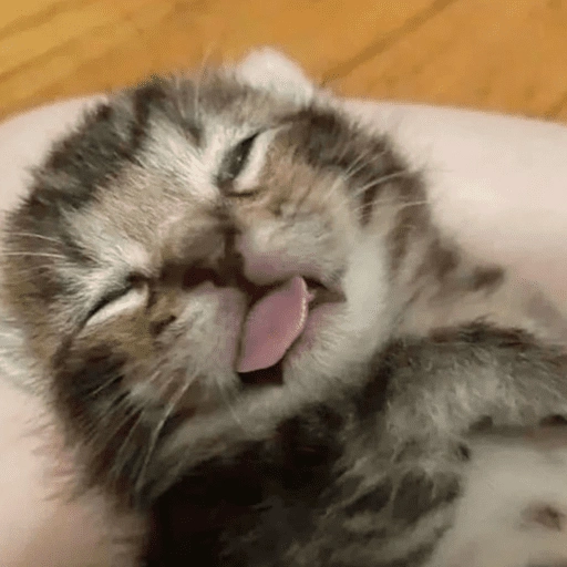 Figurinha de 😽 GATITOS PA' REACCIONAR 😽 (4 de 15)