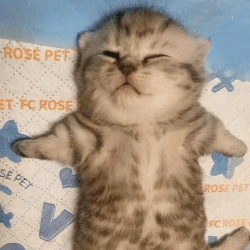Figurinha de 😽 GATITOS PA' REACCIONAR 😽 (5 de 15)