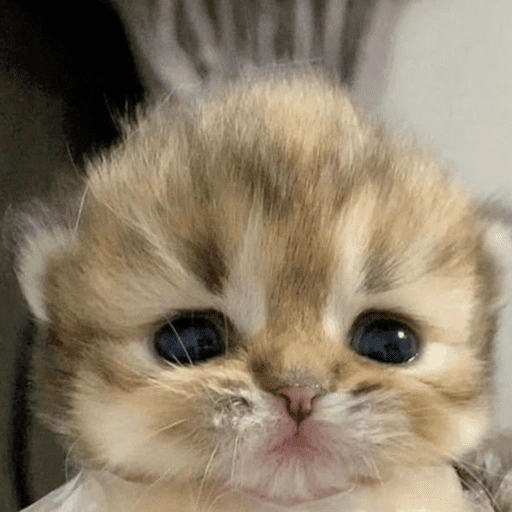 Figurinha de 😽 GATITOS PA' REACCIONAR 😽 (6 de 15)