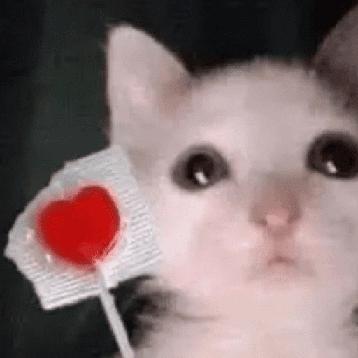 Figurinha de 😽 GATITOS PA' REACCIONAR 😽 (7 de 15)