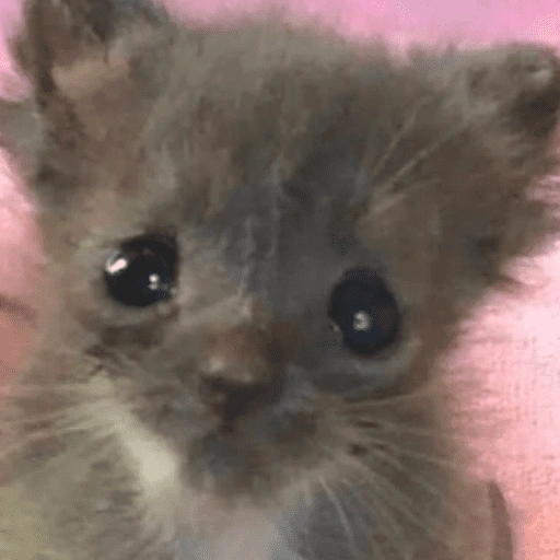 Figurinha de 😽 GATITOS PA' REACCIONAR 😽 (8 de 15)
