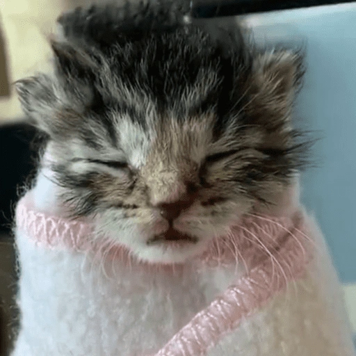 Figurinha de 😽 GATITOS PA' REACCIONAR 😽 (9 de 15)