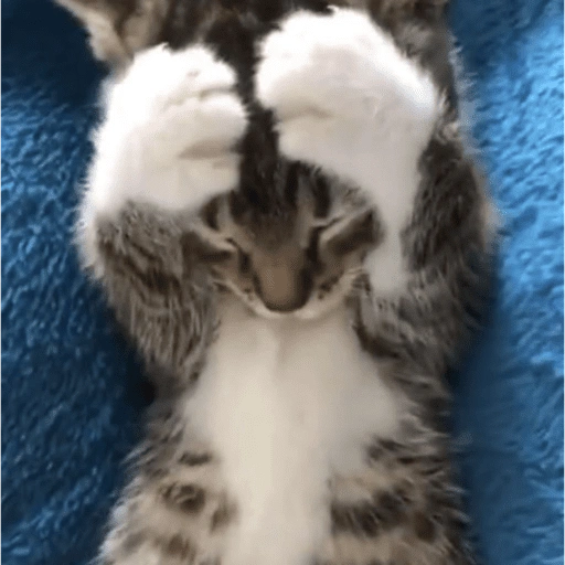 Figurinha de 😽 GATITOS PA' REACCIONAR 😽 (11 de 15)