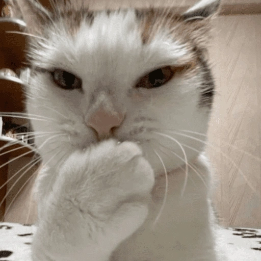 Figurinha de 😽 GATITOS PA' REACCIONAR 😽 (12 de 15)