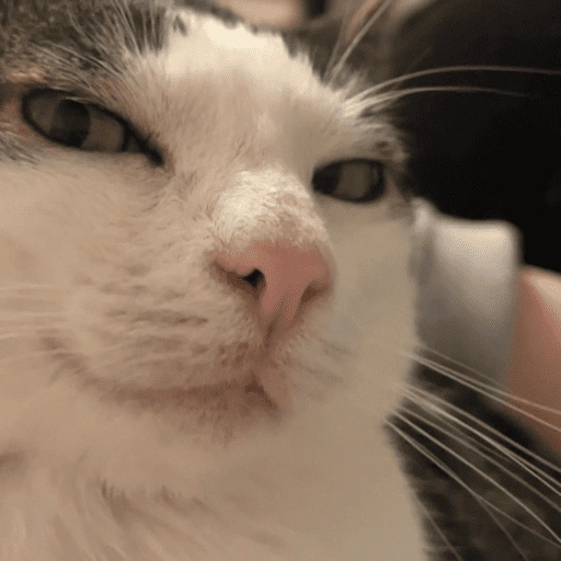 Figurinha de 😽 GATITOS PA' REACCIONAR 😽 (14 de 15)