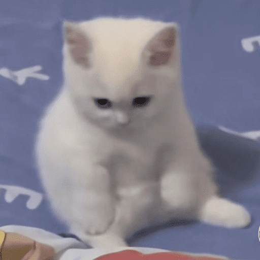 Figurinha de Gatitos🩷 para WhatsApp (1 de 15)