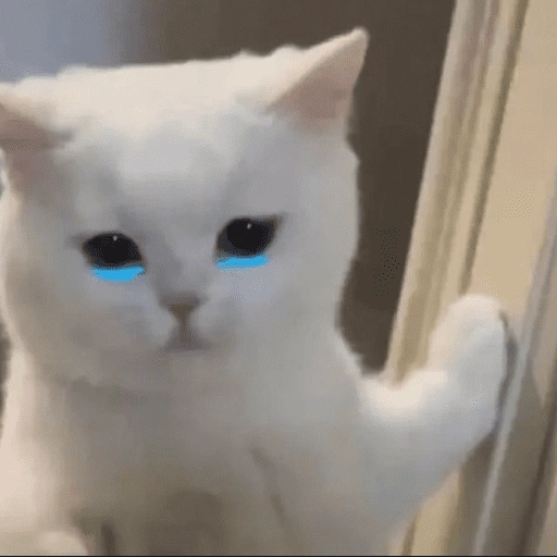 Figurinha de Gatitos🩷 para WhatsApp (2 de 15)