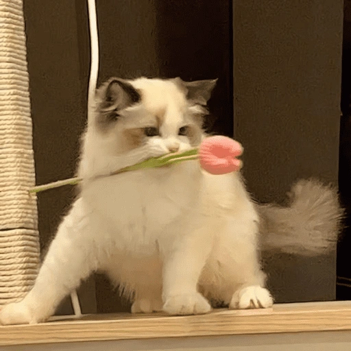 Figurinha de Gatitos🩷 para WhatsApp (3 de 15)