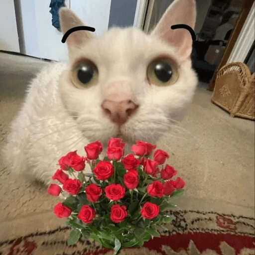 Figurinha de Gatitos🩷 para WhatsApp (4 de 15)